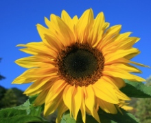 Helianthus annus - Sunflowers Abriachan Nurseries